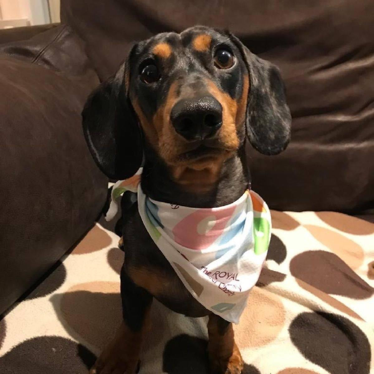 Dog Bandana