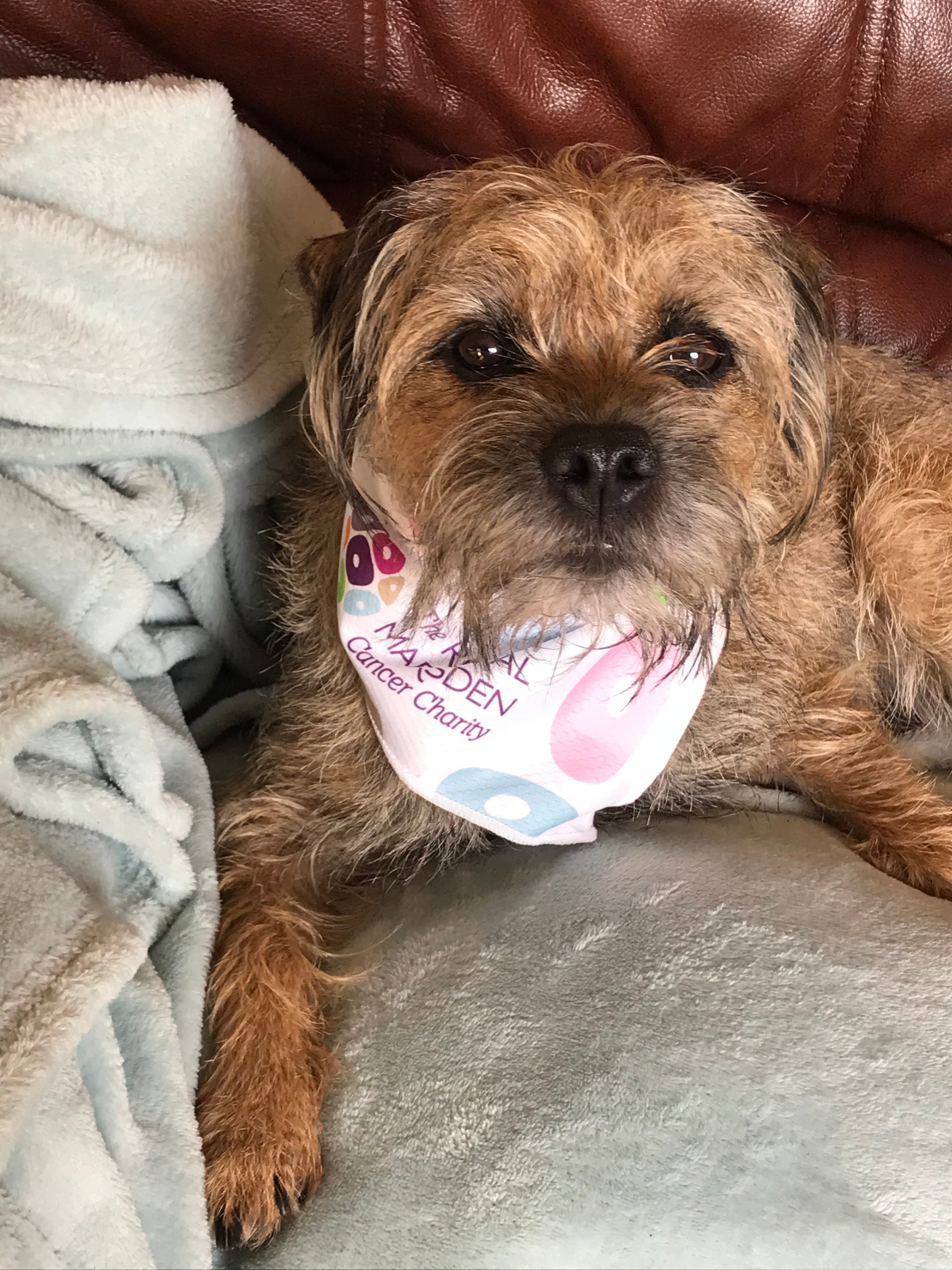 Dog Bandana