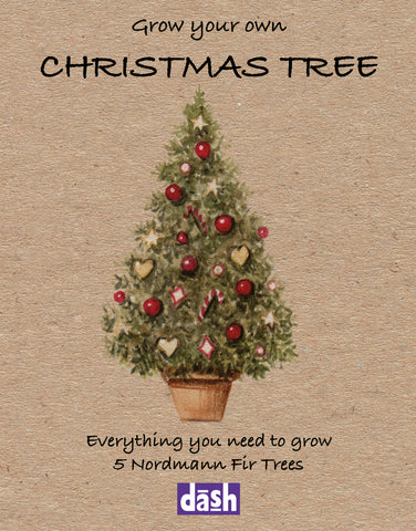 Grow your own Christmas tree kit